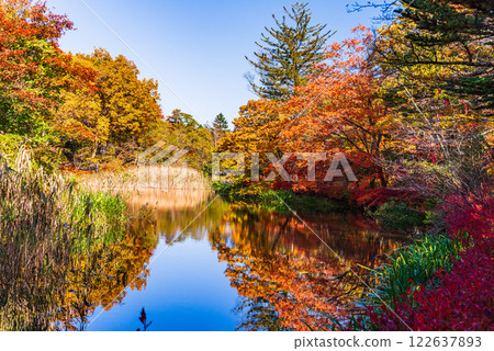 [Nagano Prefecture] Autumn leaves at Kumobaike Pond - Autumn reflected on the lake surface 122637893