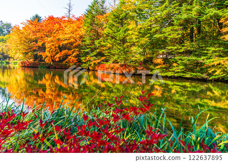 [Nagano Prefecture] Autumn leaves at Kumobaike Pond - Autumn reflected on the lake surface 122637895