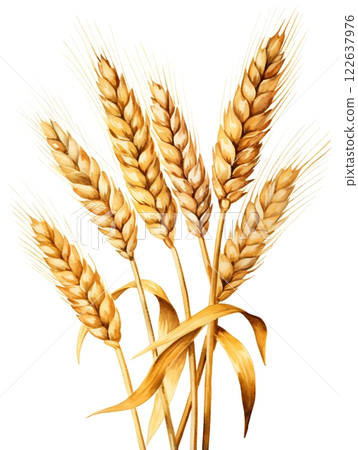 Watercolor illustration ears of wheat on white background. 122637976
