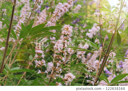 Vitex canabifolia grown in a rustic farm garden. Alpine grassland. White flowers in cottage garden. 122638168