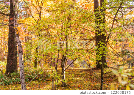 [Nagano Prefecture] Autumn leaves at Kumoba Pond and the promenade 122638175