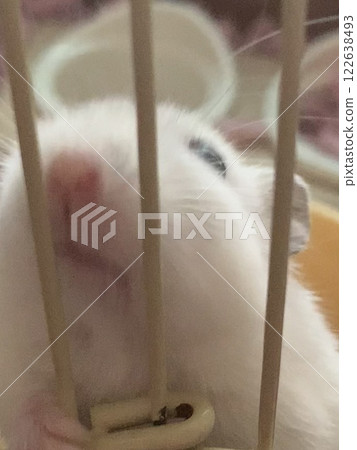 珍珠白 非洲倉鼠 122638493