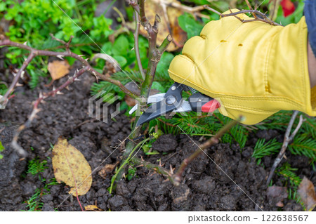 Pruning rose bushes in the fall. Garden work. The pruner in the hands of the gardener. Pruning rose bushes in the fall. Garden work. The pruner in the hands of the gardener. 122638567