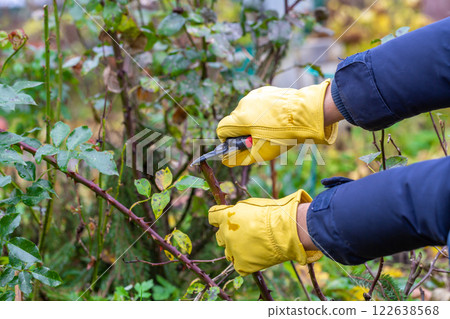 Pruning rose bushes in the fall. Garden work. The pruner in the hands of the gardener. Pruning rose bushes in the fall. Garden work. The pruner in the hands of the gardener. 122638568