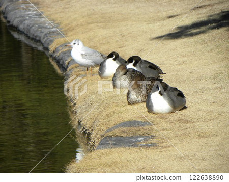 稻毛海濱公園濱池的冬季候鳥-黑頭鷗和針尾鴨 稻毛海濱公園濱池的冬季候鳥-黑頭鷗和針尾鴨 122638890