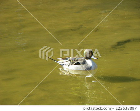 冬季候鳥來到英格海灘公園 122638897