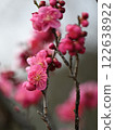 Plum blossoms telling the arrival of spring 122638922