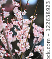 Pink plum blossoms in full bloom shining in the early spring sunshine 122638923