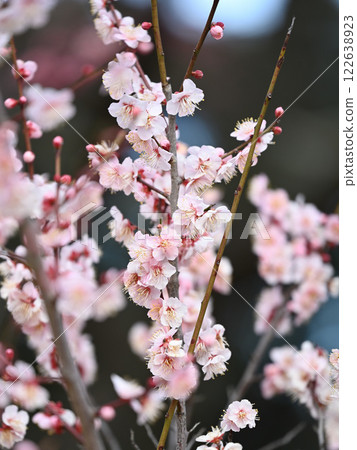 Pink plum blossoms in full bloom shining in the early spring sunshine 122638923
