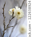 white plum blossom 122638924