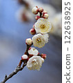 white plum blossom 122638925