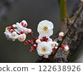 white plum blossom 122638926