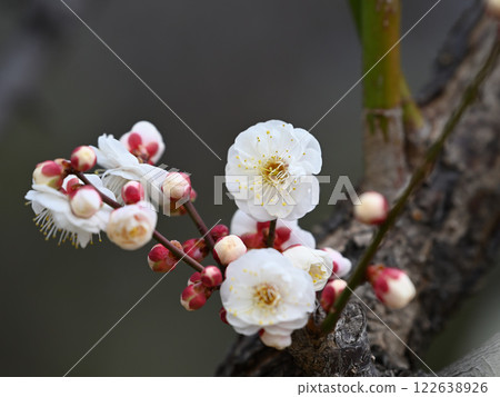 white plum blossom 122638926