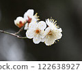 white plum blossom 122638927