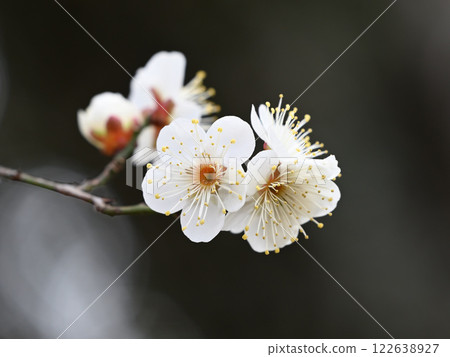 white plum blossom 122638927