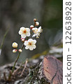 white plum blossom 122638928