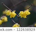 Aspen blooming in the park in early spring 122638929
