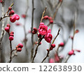 Full-blooming plum blossoms bathed in the winter sunshine 122638930