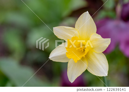 Daffodils in full bloom in the spring garden 122639141
