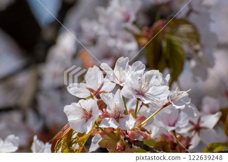 Close-up of cherry blossoms in full bloom 122639248
