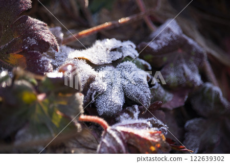 Geranium petals covered with frost early in the morning in the garden - selective focus 122639302