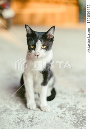 cat, animal, pet 122639451