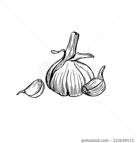 Monochrome dried garlic head with clove vector isolated illustration painted by black inks. Aromatic garlic bulb realistic graphic sketch. Food ingredient etching drawing for cooking book, recipe. Monochrome dried garlic head with clove vector isolated illustration painted by black inks. Aromatic garlic bulb realistic graphic sketch. Food ingredient etching drawing for cooking book, recipe. 122639515