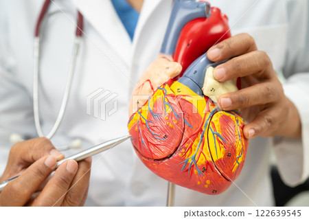 Cardiovascular disease CVD, Asian doctor holding human anatomy model for learn and treat heart disease. 122639545