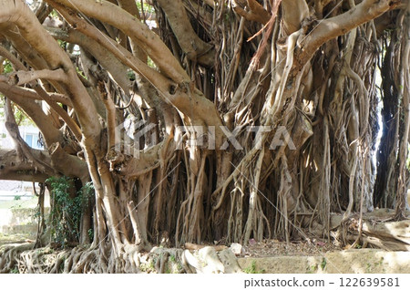 Sogenji Temple Gajumaru 122639581