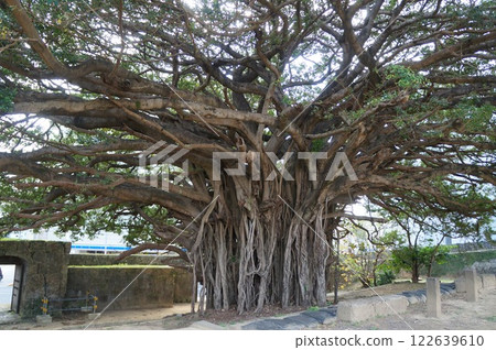 Sogenji Temple Gajumaru Sogenji Temple Gajumaru 122639610