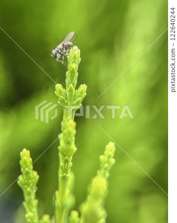 春季柏樹葉的微距照片 122640244