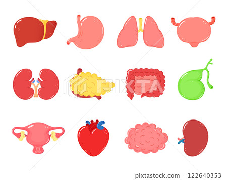 Human internal organs. Human organ heart, liver, stomach, lungs, kidneys, pancreas, intestines, bladder, uterus, brain, spleen, bone, gallbladder. Internal organs illustration set Human internal organs. Human organ heart, liver, stomach, lungs, kidneys, pancreas, intestines, bladder, uterus, brain, spleen, bone, gallbladder. Internal organs illustration set 122640353