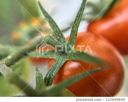 Macro photography of red cherry tomatoes in a home garden Macro photography of red cherry tomatoes in a home garden Macro photography of red cherry tomatoes in a home garden Macro photography of red cherry tomatoes in a home garden 122640640