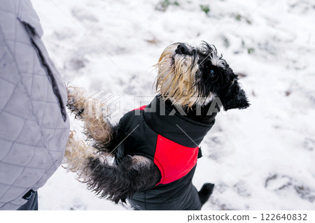 Schnauzer in red jacket playing in snow with person. Dog Training Education Month 122640832