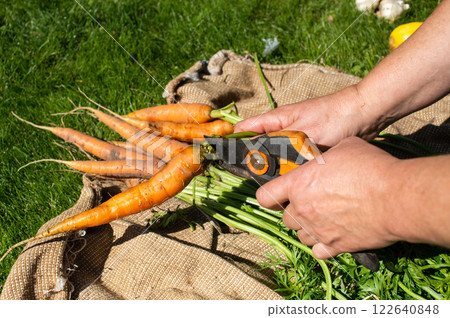 International Carrot Day Freshly Harvested Carrots Being Trimmed on a Burlap Cloth Outdoors 122640848