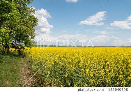 Sunny Canola Field Under Blue Sky with Fluffy Clouds Sunny Canola Field Under Blue Sky with Fluffy Clouds 122640898