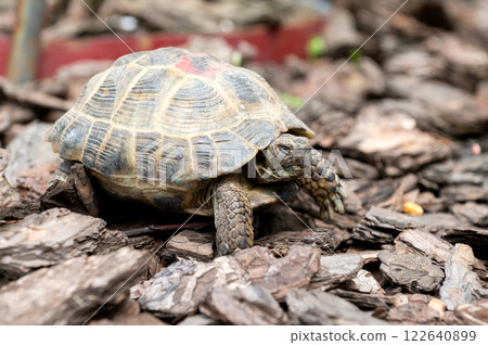 Close-Up of a Tortoise Crawling on Forest Bedding 122640899