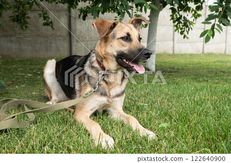 Unchain a Dog Month. German Shepherd Mix Dog Sitting Calmly on Grass with Leash Unchain a Dog Month. German Shepherd Mix Dog Sitting Calmly on Grass with Leash 122640900