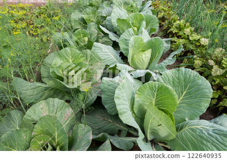 Lush Cabbage Patch in a Verdant Vegetable Garden Lush Cabbage Patch in a Verdant Vegetable Garden 122640935