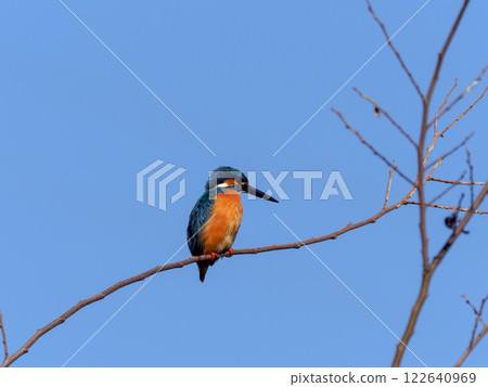 Kingfisher perching on a branch 122640969