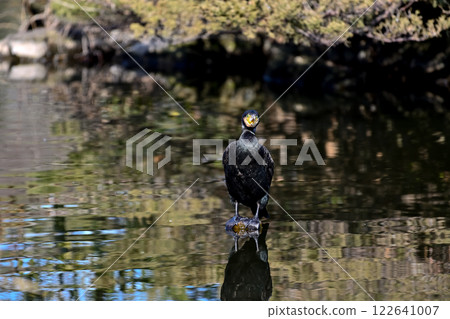 Cormorant 122641007