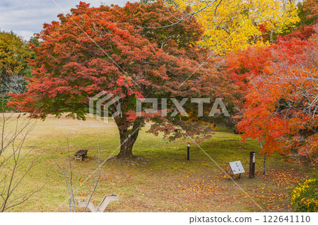 Autumn foliage in the evening at Tobayama Park in Hamamatsu City (Shizuoka Prefecture) 122641110
