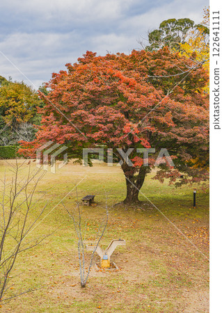 濱松市(靜岡縣)鳥羽山公園的秋葉黃昏 濱松市(靜岡縣)鳥羽山公園的秋葉黃昏 122641111