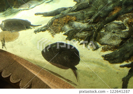 Tetronarce nobiliana electric stingray in an aquarium on the bottom of the sand Tetronarce nobiliana electric stingray in an aquarium on the bottom of the sand 122641287