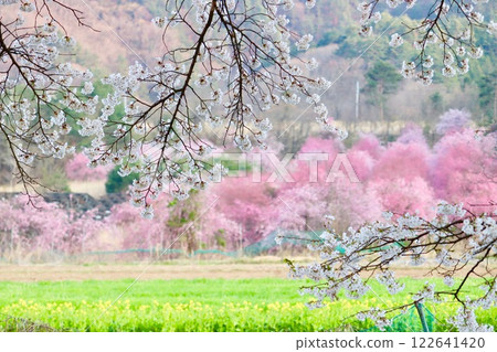 櫻花和油菜花的風景 櫻花和油菜花的風景 122641420