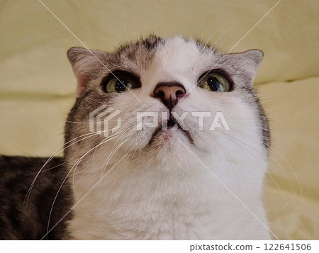 The face of a looking cat The face of a looking cat 122641506