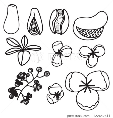 Akebia five-leaf or chocolate laza. Asian plant, food and medicine. Vector illustration hand drawn in doodle style. Akebia five-leaf or chocolate laza. Asian plant, food and medicine. Vector illustration hand drawn in doodle style. 122642611
