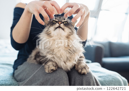 woman's hands hugging and scratching a fluffy gray cat 122642721