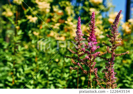 Decorative pink flower Astilbe japonica, Hotea Barbata.Summer garden 122643534