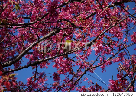 White-eye on cherry tree 122643790